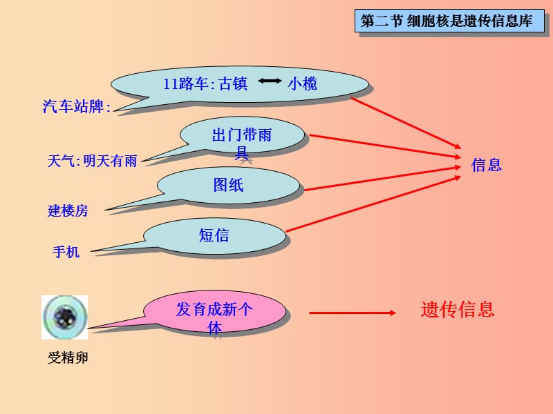 吉林省长春市七年级生物上册 第二单元 第二章 第二节《细胞核是遗传信息库》课件2 新人教版.ppt_第2页