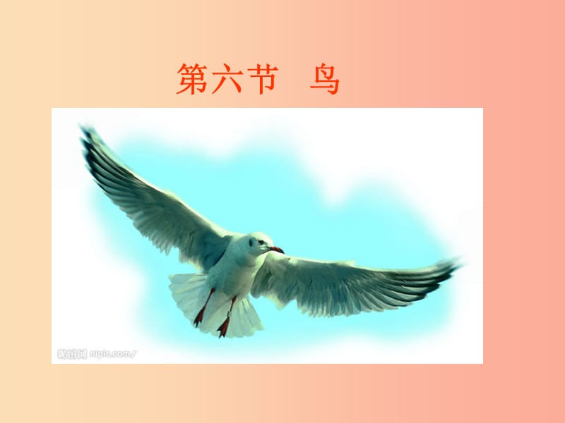 八年级生物上册 5.1.6《鸟》课件2 新人教版.ppt_第1页