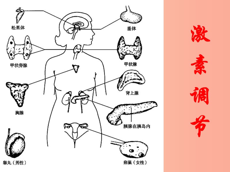 七年级生物下册 4.6.4激素调节课件1 新人教版.ppt_第2页