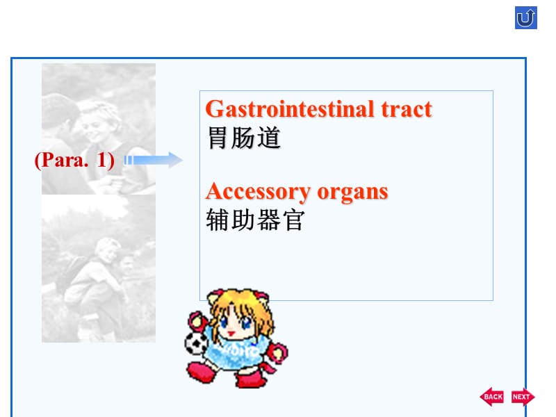 双语医学课件-消化系统.ppt_第2页