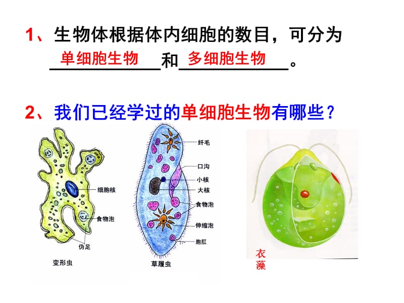 单细胞生物、细菌、真菌(赵).ppt_第3页