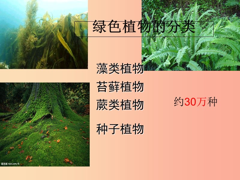 吉林省长春市七年级生物上册 第三单元 第一章 第一节 《藻类、苔藓、蕨类植物》课件 新人教版.ppt_第2页