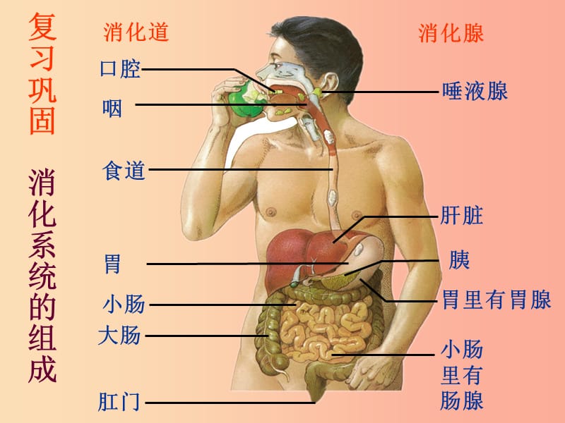 吉林省七年级生物下册 4.2.2消化和吸收（第2课时）课件 新人教版.ppt_第2页