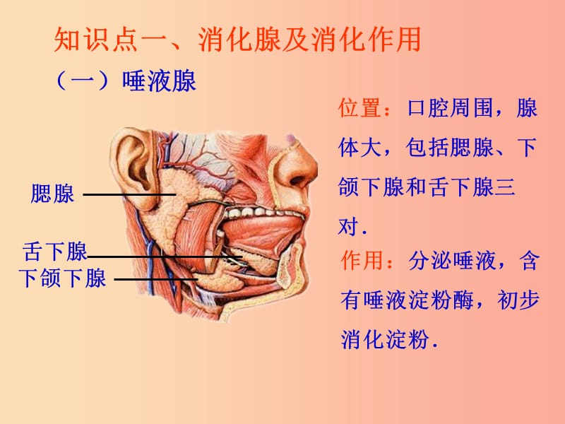 吉林省七年级生物下册 4.2.2消化和吸收（第2课时）课件 新人教版.ppt_第3页