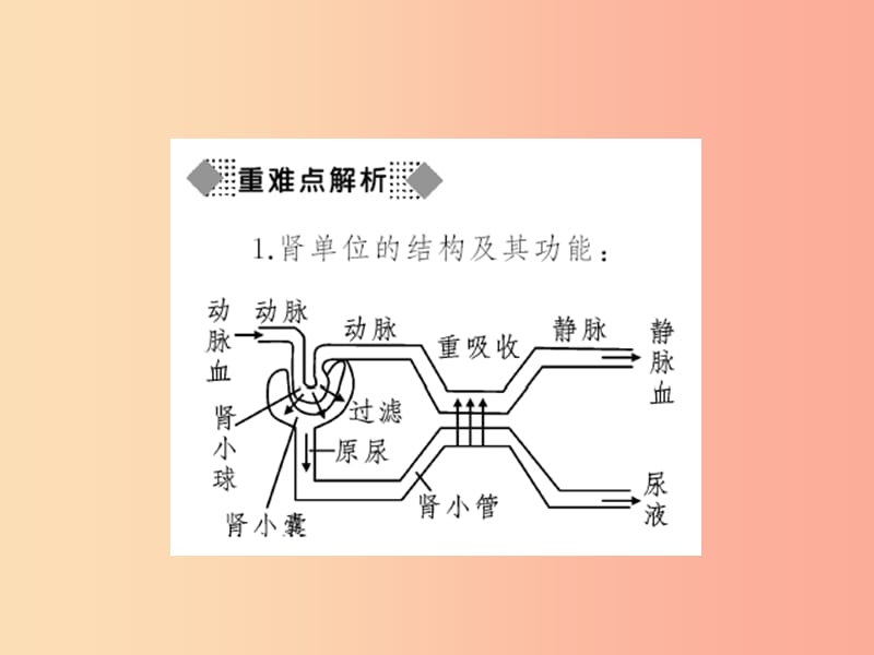 七年级生物下册第四单元第五章人体内废物的排出习题课件 新人教版.ppt_第3页