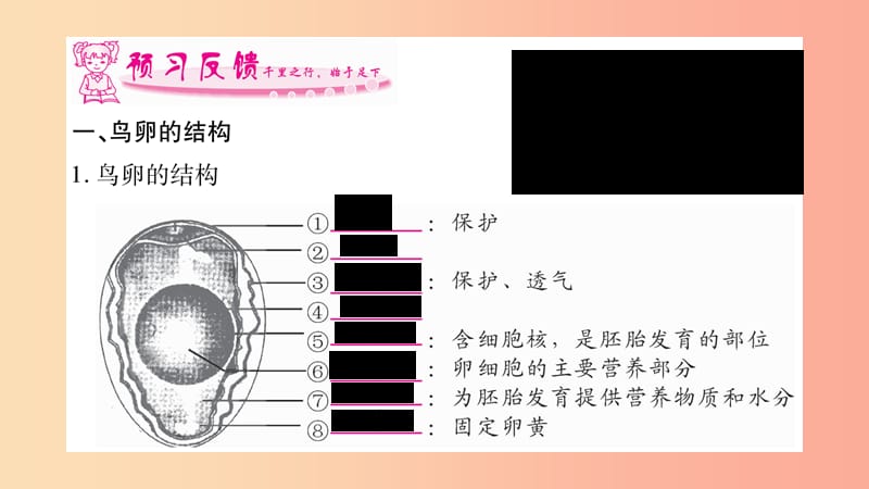 2019年八年级生物下册 7.1.4 鸟的生殖和发育课件 新人教版.ppt_第2页