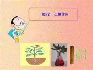 2019年七年級(jí)生物上冊(cè) 5.5 運(yùn)輸作用課件（新版）北師大版.ppt