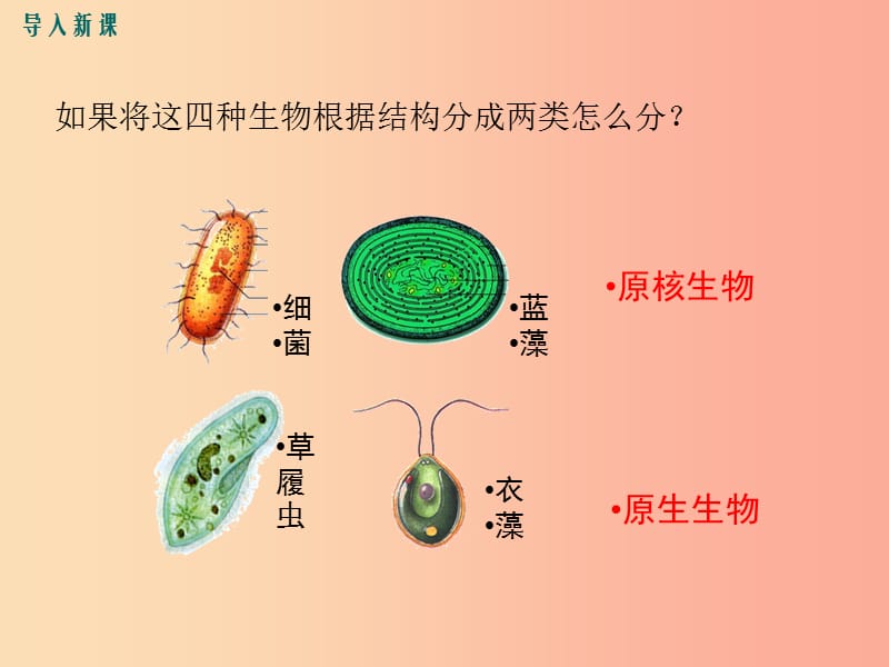 2019春八年级生物下册 第7单元 第22章 第2节 原生生物的主要类群课件（新版）北师大版.ppt_第2页