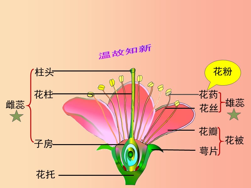 八年级生物上册 7.19.1《植物的生殖》课件1 （新版）苏科版.ppt_第2页