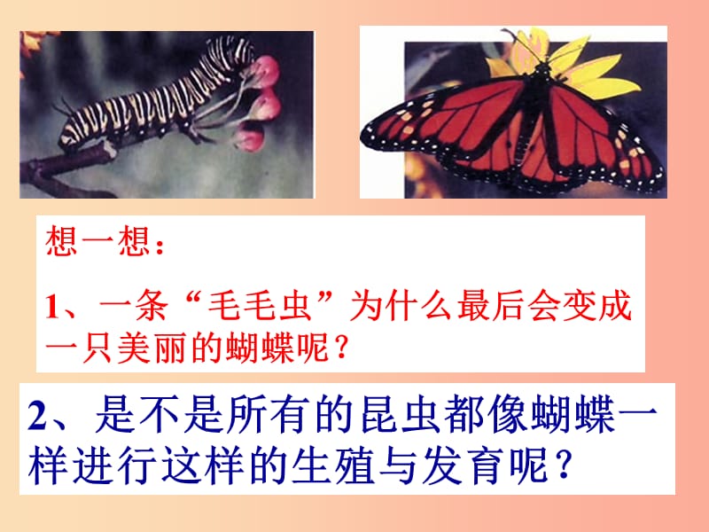 吉林省通化市八年级生物下册 7.1.2昆虫的生殖和发育课件 新人教版.ppt_第1页