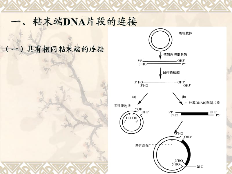 基因工程-5-重组DNA构建与筛.ppt_第2页