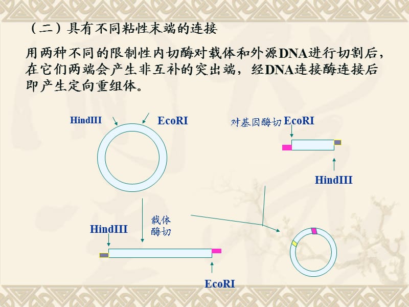 基因工程-5-重组DNA构建与筛.ppt_第3页