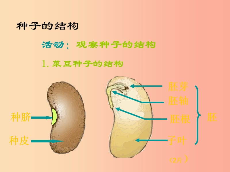 2019年七年级生物上册 6.1 种子萌发形成幼苗课件（新版）北师大版.ppt_第2页