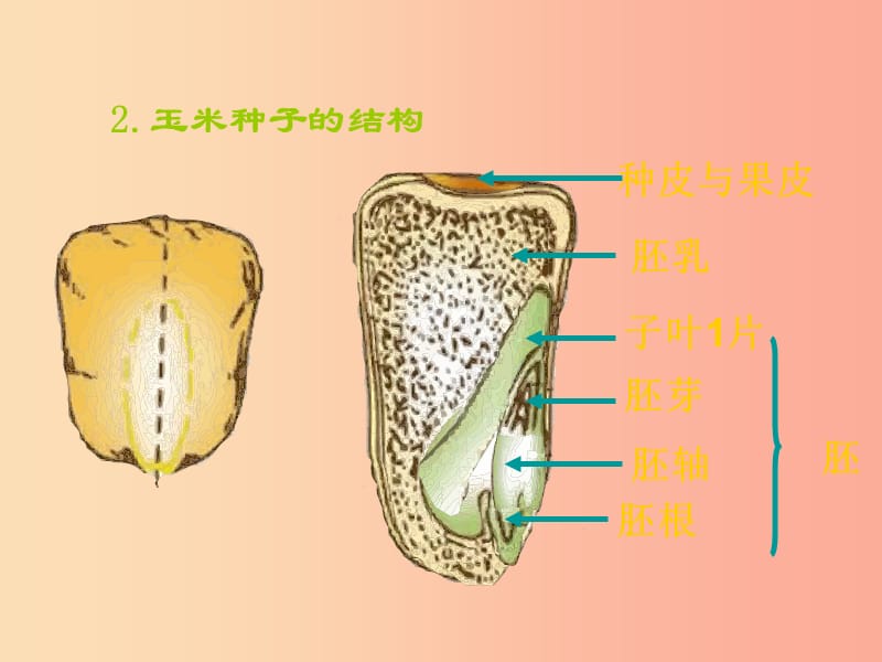 2019年七年级生物上册 6.1 种子萌发形成幼苗课件（新版）北师大版.ppt_第3页