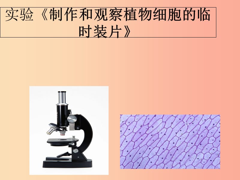 七年级生物上册 第二单元 第一章 第二节植物细胞--实验《制作和观察植物细胞的临时装片》课件 新人教版.ppt_第1页