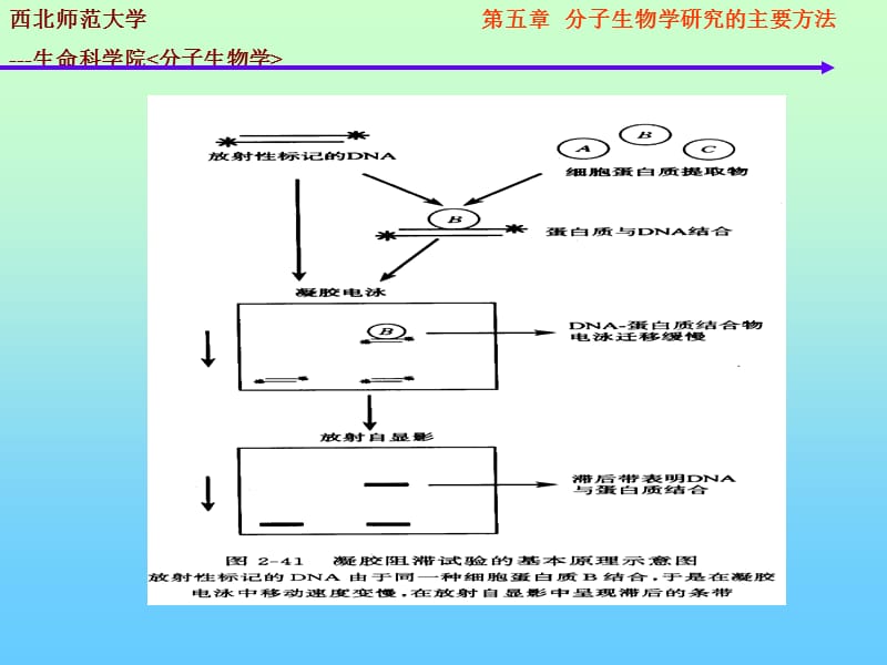 分子生物学的研究方法-DNA-蛋白质相互作用.ppt_第3页