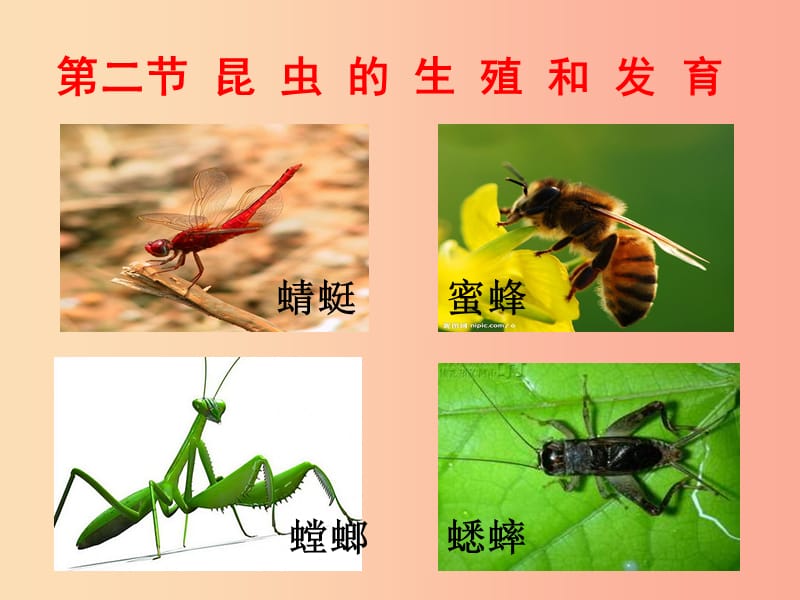 吉林省通化市八年级生物下册7.1.2昆虫的生殖和发育课件 新人教版.ppt_第2页