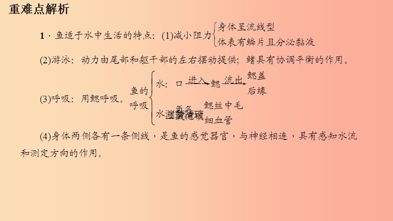 八年级生物上册第五单元第一章第四节鱼习题课件 新人教版.ppt_第3页