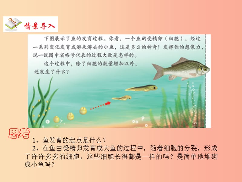 2019年七年级生物上册 2.2.2《动物体的结构层次》课件3 新人教版.ppt_第2页