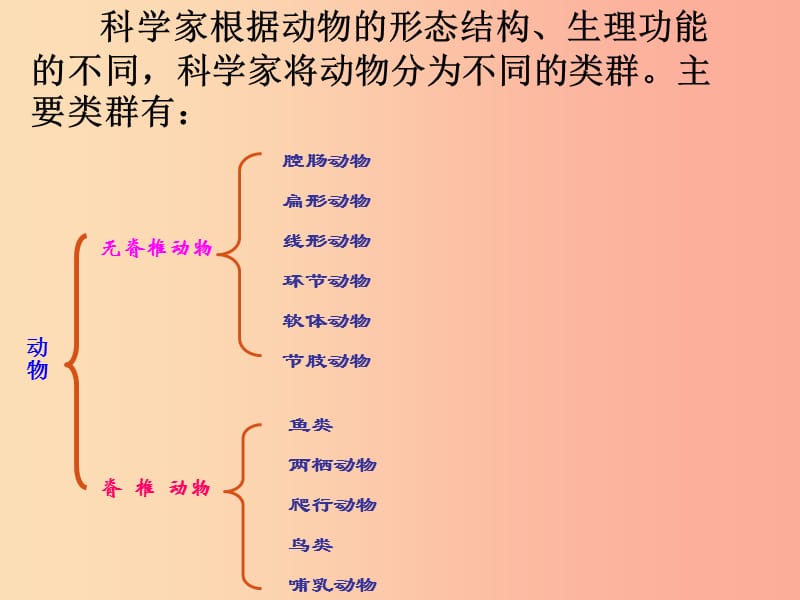 八年级生物上册5.1.1腔肠动物和扁形动物课件3 新人教版.ppt_第3页