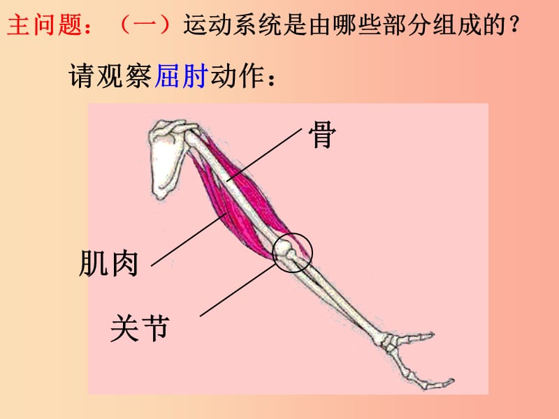 内蒙古八年级生物上册 5.2.1 动物的运动课件 新人教版.ppt_第3页