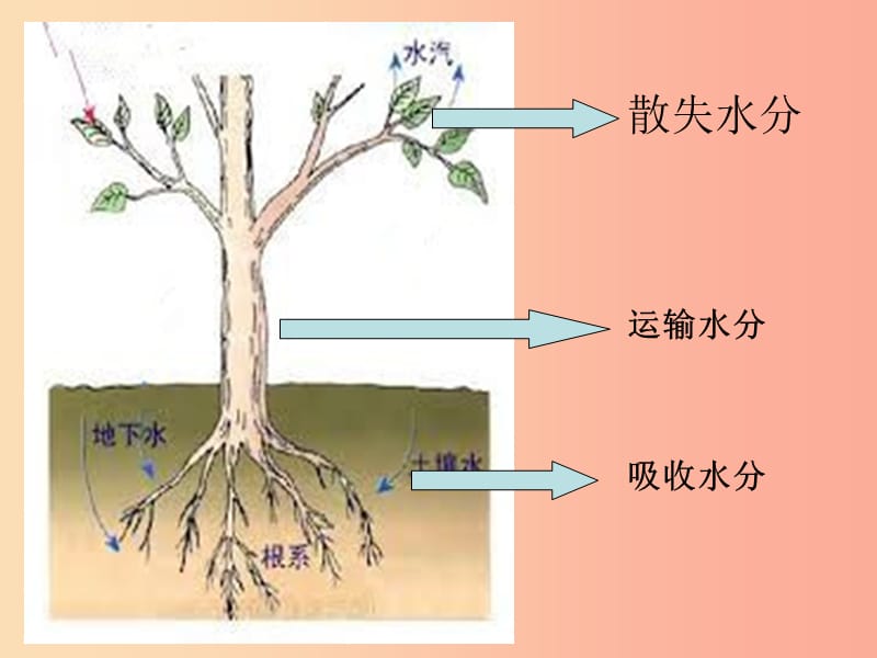 七年级生物上册 3.5.5《运输作用》课件2 （新版）北师大版.ppt_第2页