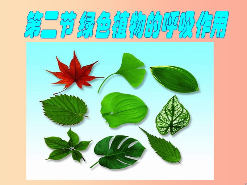 2019年七年级生物上册 3.5.2《绿色植物的呼吸作用》课件4 新人教版.ppt_第3页