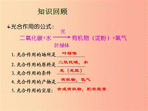 2019年七年级生物上册 3.5.2《绿色植物的呼吸作用》课件4 新人教版.ppt