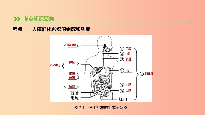 江苏省徐州市2019年中考生物复习第三单元生物从环境中获取物质和能量第07课时人体对食物的消化和吸收课件.ppt_第2页