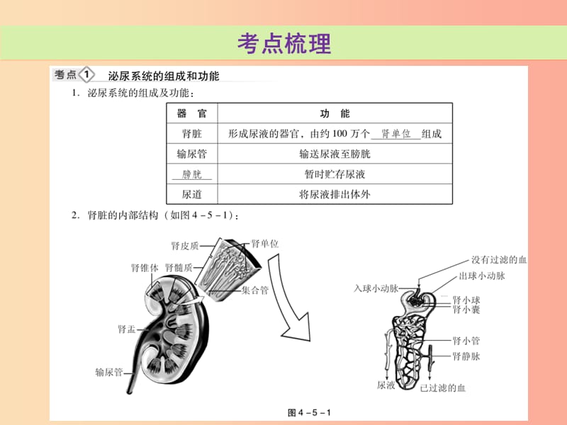 2019年中考生物总复习 第四单元 第五章 人体内废物的排出课件.ppt_第3页