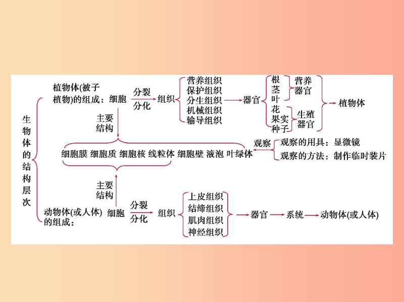 泰安地区2019年中考生物专题复习一生物与环境生物体的结构层次课件.ppt_第3页