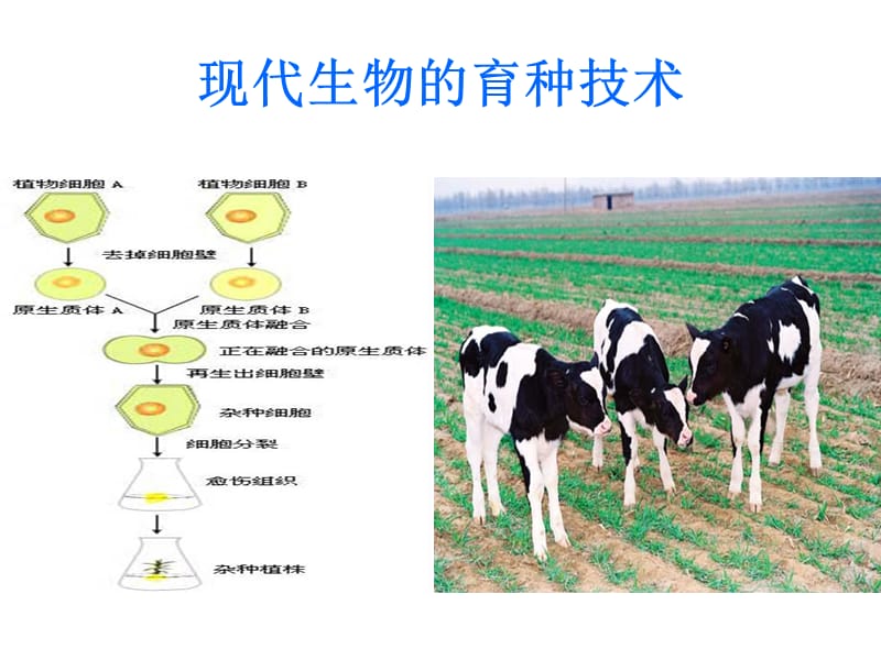 《现代生物技术在育种上的应用》课件.ppt_第1页