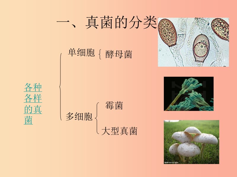 吉林省八年级生物上册5.4.3真菌课件 新人教版.ppt_第3页