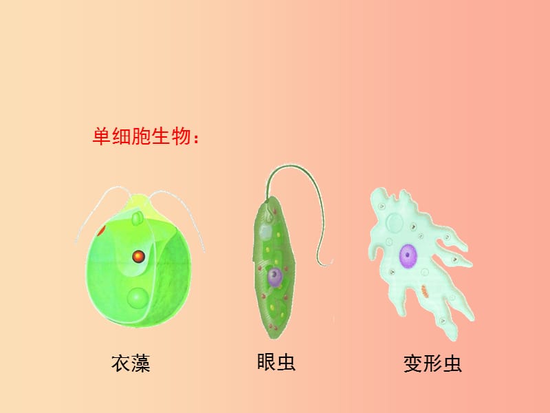 2019年七年级生物上册 3.1 细胞的基本结构和功能（第1课时）课件（新版）北师大版.ppt_第3页