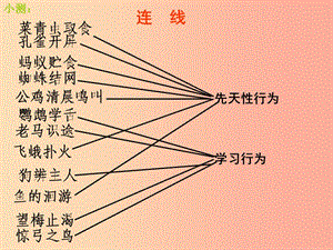 八年級生物上冊 5.2.3《社會行為》課件4 新人教版.ppt