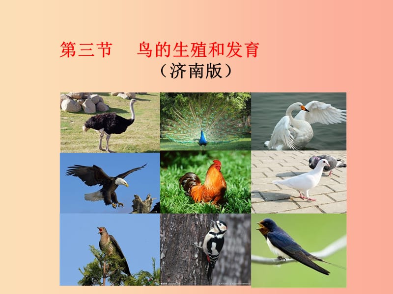 2019年八年级生物上册4.2.3鸟的生殖和发育课件2新版济南版.ppt_第2页