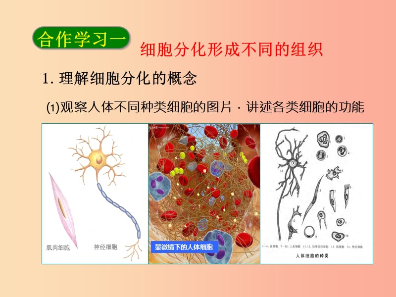 七年级生物上册 第二单元 第二章 第二节 动物体的结构层次课件 新人教版.ppt_第2页