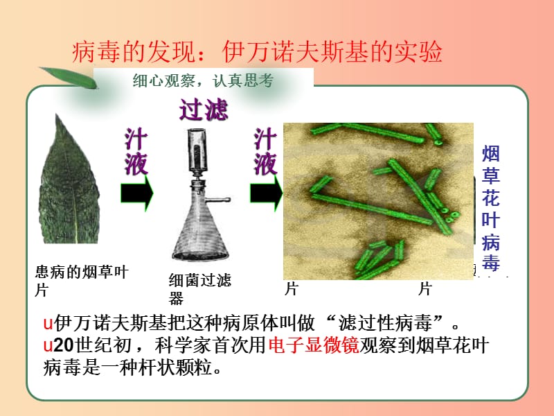 八年级生物上册 第五单元 第五章 病毒课件 新人教版.ppt_第2页