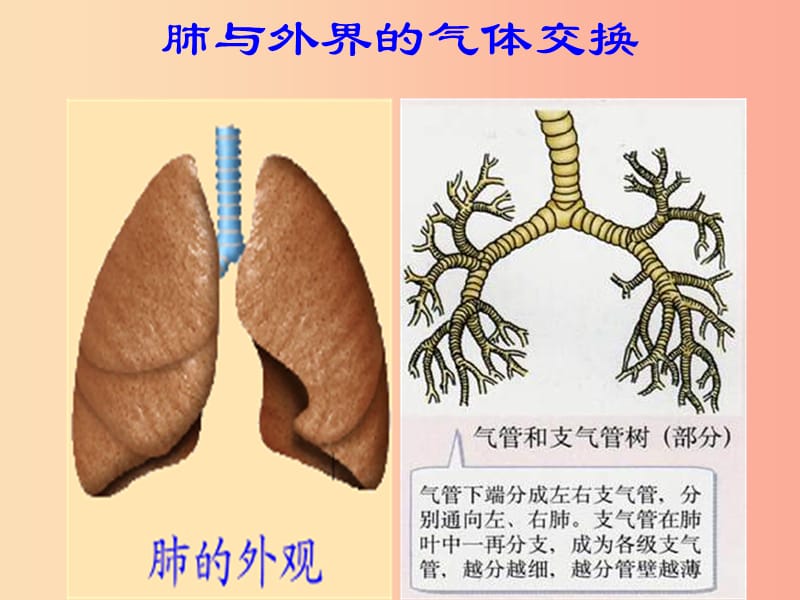 安徽省七年级生物下册 4.3.2《发生在肺内的气体交换》课件4 新人教版.ppt_第2页