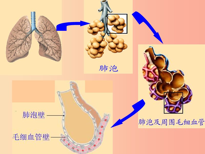 安徽省七年级生物下册 4.3.2《发生在肺内的气体交换》课件4 新人教版.ppt_第3页