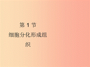 2019年七年级生物上册 4.1 细胞分化形成组织课件（新版）北师大版.ppt