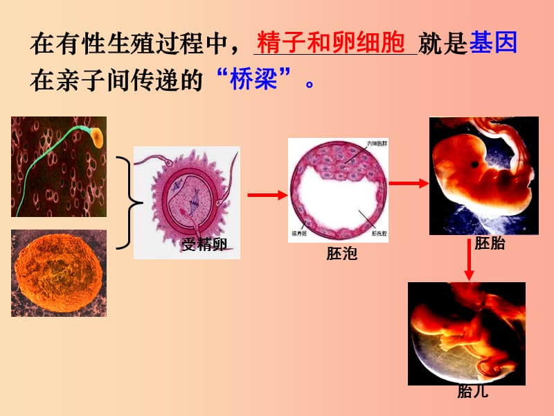 河南省八年级生物下册 7.2.2 基因在亲子代间的传递课件 新人教版.ppt_第2页