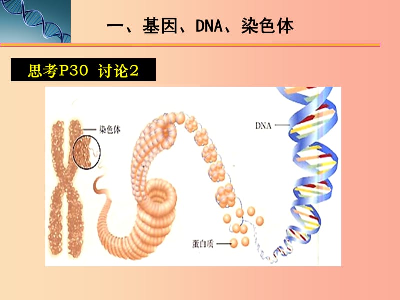 河南省八年级生物下册 7.2.2 基因在亲子代间的传递课件 新人教版.ppt_第3页