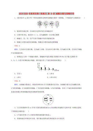 2019-2020年高考生物一輪復(fù)習(xí) 第16講 減數(shù)分裂與受精作用.doc