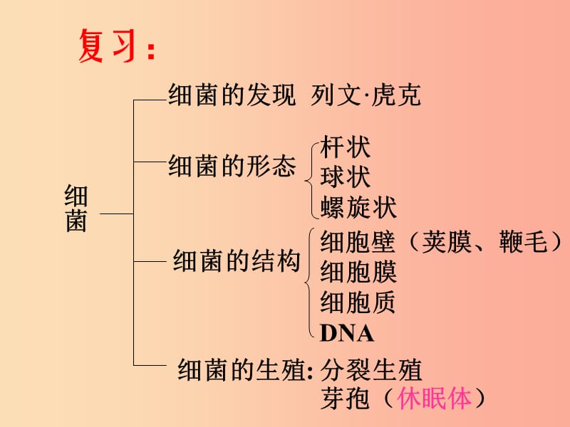 八年级生物上册5.4.3真菌课件4 新人教版.ppt_第1页