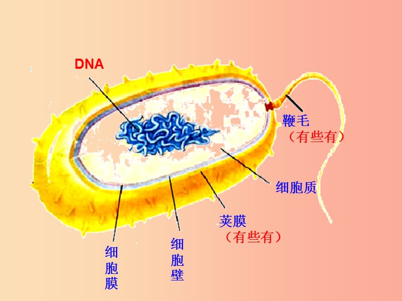 八年级生物上册5.4.3真菌课件4 新人教版.ppt_第2页