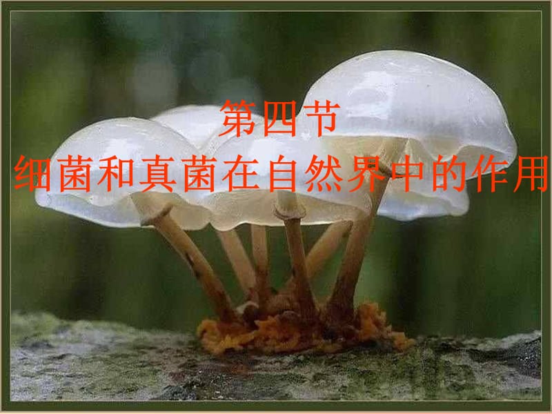 八年级生物上册5.4.4细菌和真菌在自然界中的作用课件3 新人教版.ppt_第1页