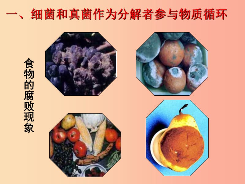 八年级生物上册5.4.4细菌和真菌在自然界中的作用课件3 新人教版.ppt_第2页