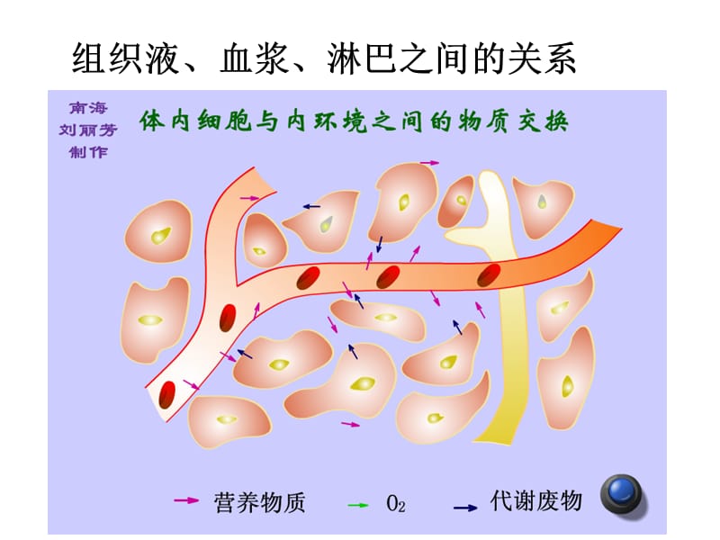 人体的内环境与稳态课件(复习).ppt_第3页