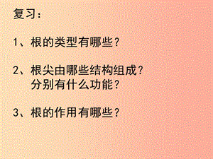 2019年八年級(jí)生物上冊(cè) 4.1.6《芽的類型和發(fā)育》課件2（新版）濟(jì)南版.ppt